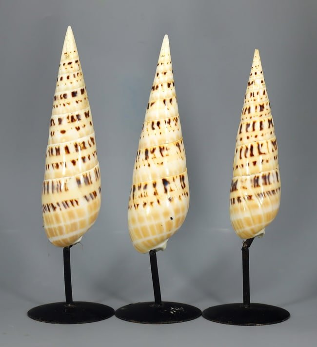 Collection of Marlin Spike Beach Seashell Genuine Shell for Deco: 20x6cm Weight: 455 grams (Before Packing) A bargain hunter's, fixer-upper's, and pack-rat's dream come true! Our Ten2Go "warehouse" style auction presents over thousand lots in a fast-paced old-style 