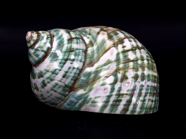 3.9" inches Imperial Green Pearl Jade Turbo Seashell (1 of 5)