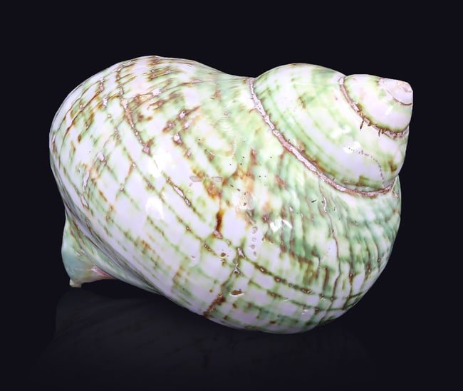 4.3" inches Imperial Green Pearl Jade Turbo Seashell (1 of 4)