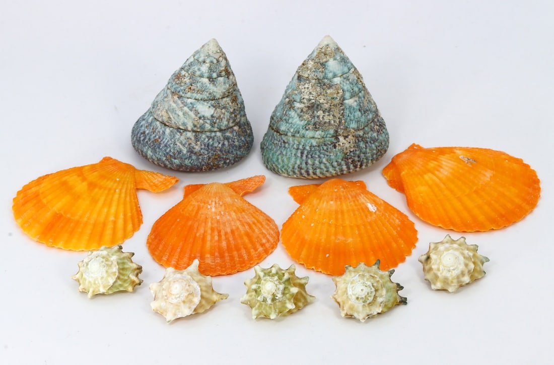 Collection of Green Tower Sea Snail, Orange Scallop Shell & Yellow Seahorse Snail Shell (1 of 2)