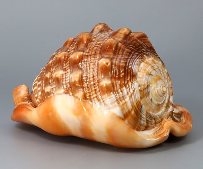 Natural Bull's Mouth Helmet Conch Shell Coral Sea Snail Fish Tank Adorn Ornament (1 of 4)