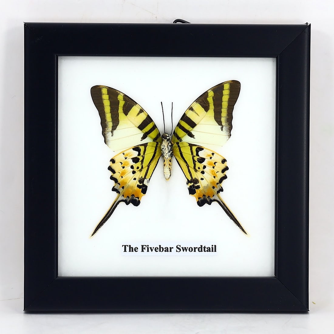 Preserved Taxidermy of The Fivebar Swordtail Butterfly Insect Bug Specimen (1 of 3)