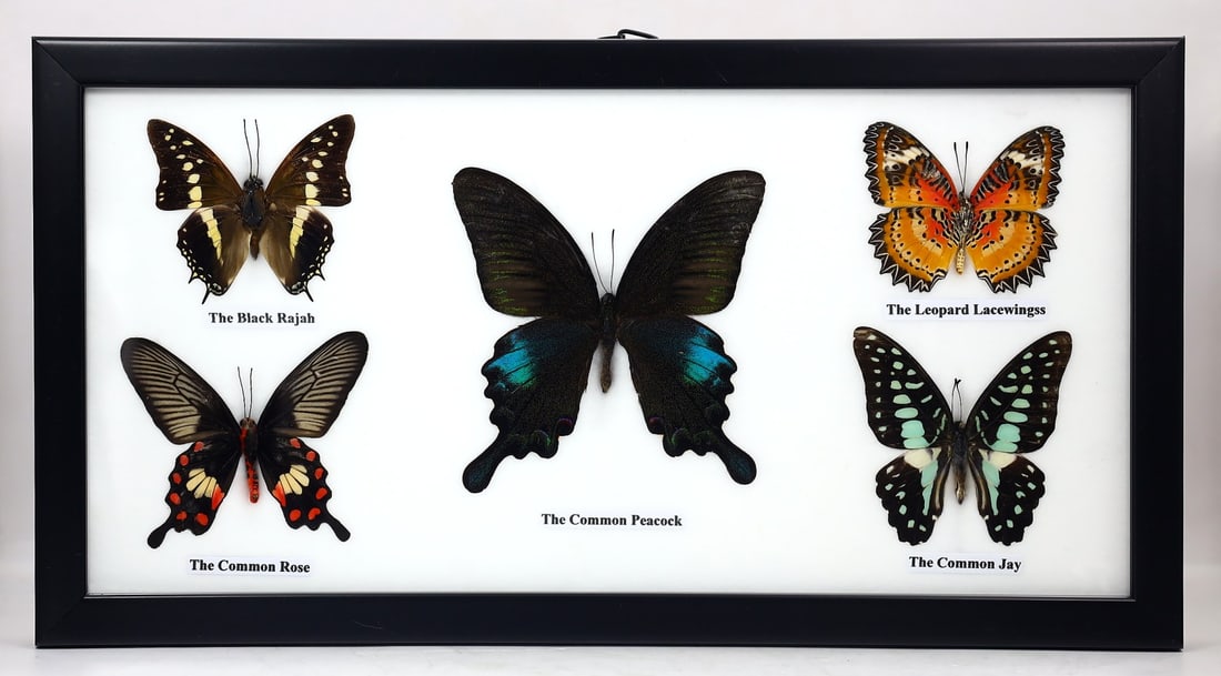 Preserved Taxidermy of Mixed Butterfly Insect Bug Specimen (1 of 3)