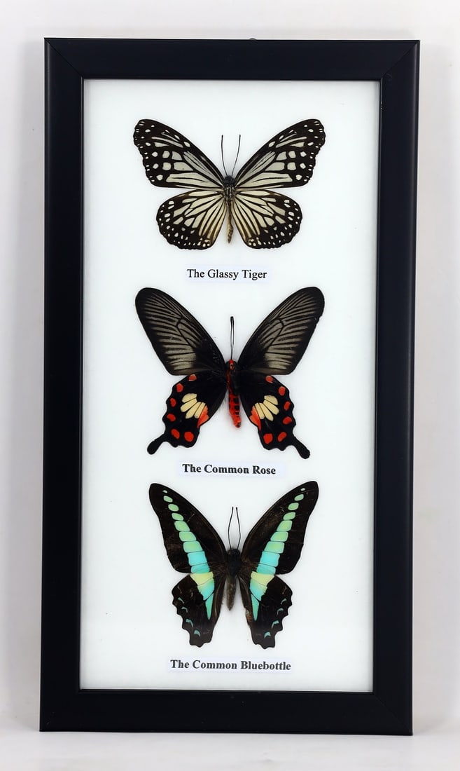 Preserved Taxidermy of Mixed Butterfly Insect Bug Specimen (1 of 3)