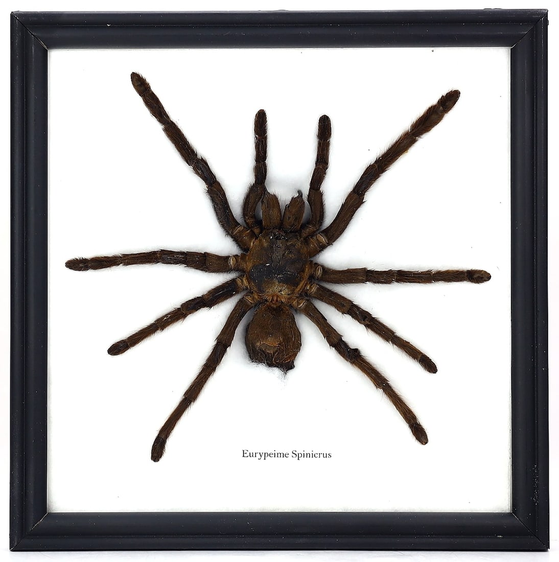 Preserved Taxidermy of Eurypeime Spinicrus Insect Bug Specimen (1 of 3)