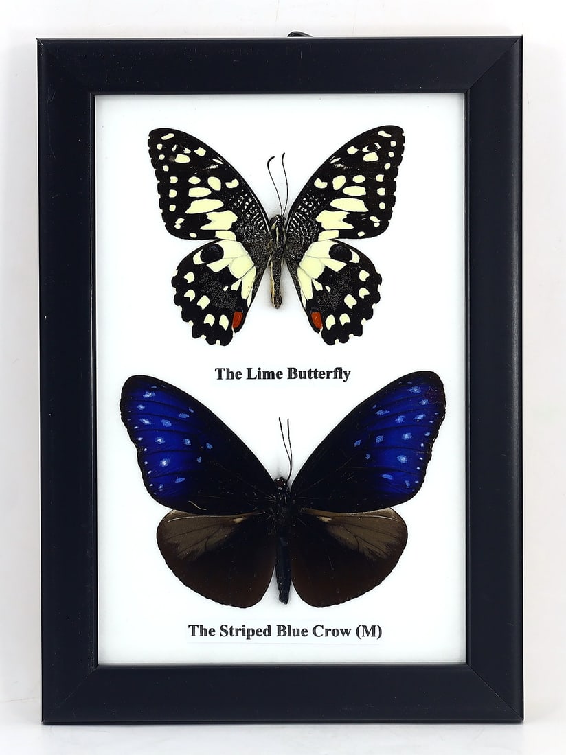 Preserved Taxidermy of The Lime Butterfly & The Striped Blue Crow (M) Butterfly Insect Bug Specimen (1 of 3)