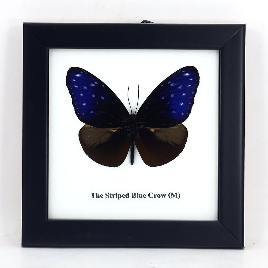 Preserved Taxidermy of The Striped Blue Crow (M) Butterfly Insect Bug Specimen (1 of 3)
