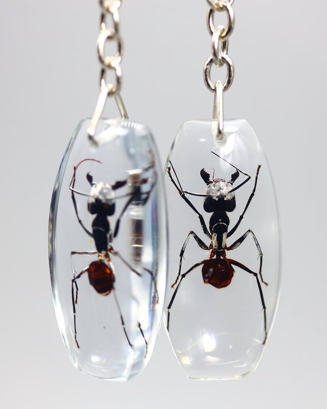 2 Real Insects Animals Big Black Ant insect in Clear Resin Collectibles Key Ring: 6x3cm Weight: 53 grams (Before Packing) A bargain hunter's, fixer-upper's, and pack-rat's dream come true! Our Ten2Go "warehouse" style auction presents over thousand lots in a fast-paced old-style au