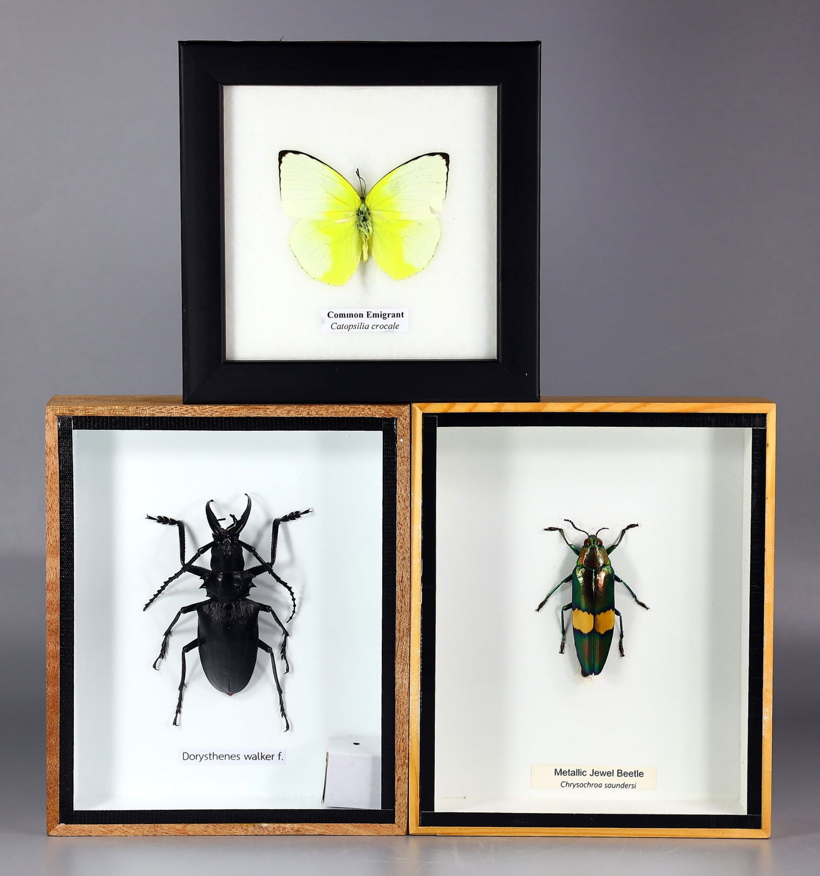 3 Framed Preserved Taxidermy of Beetle, Butterfly & Insect Bug Specimen (1 of 5)
