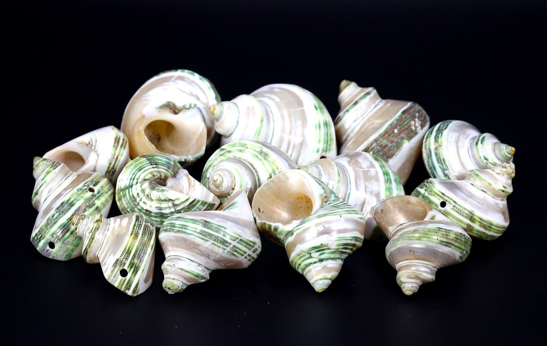 Collection of 14 Pieces Drilled Natural Fluorescent Conch Shell (1 of 1)