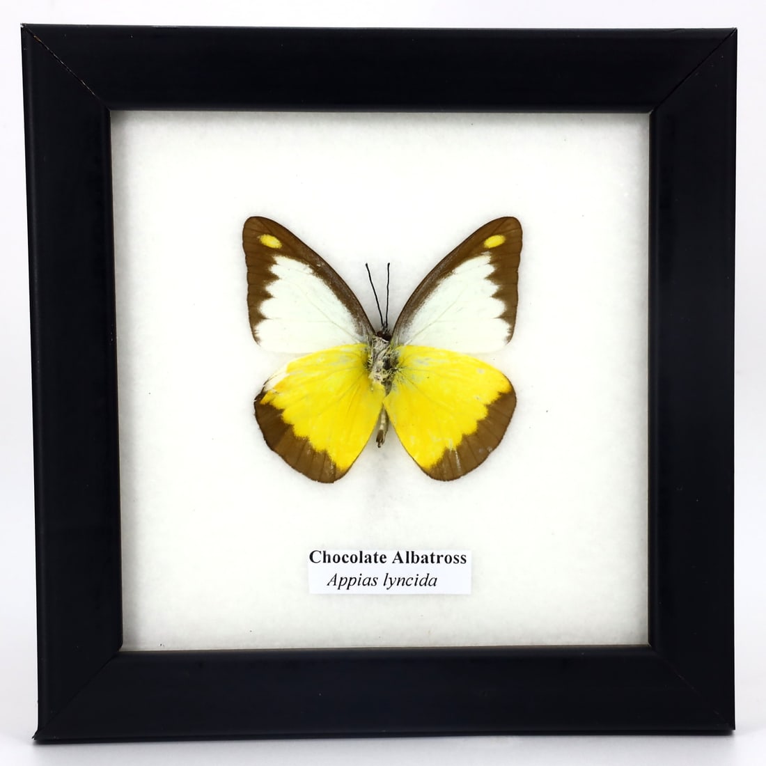 Preserved Taxidermy Of Chocolate Albatross Butterfly Insect Bug Specimen: 12.5x12.5cm Weight: 105 grams