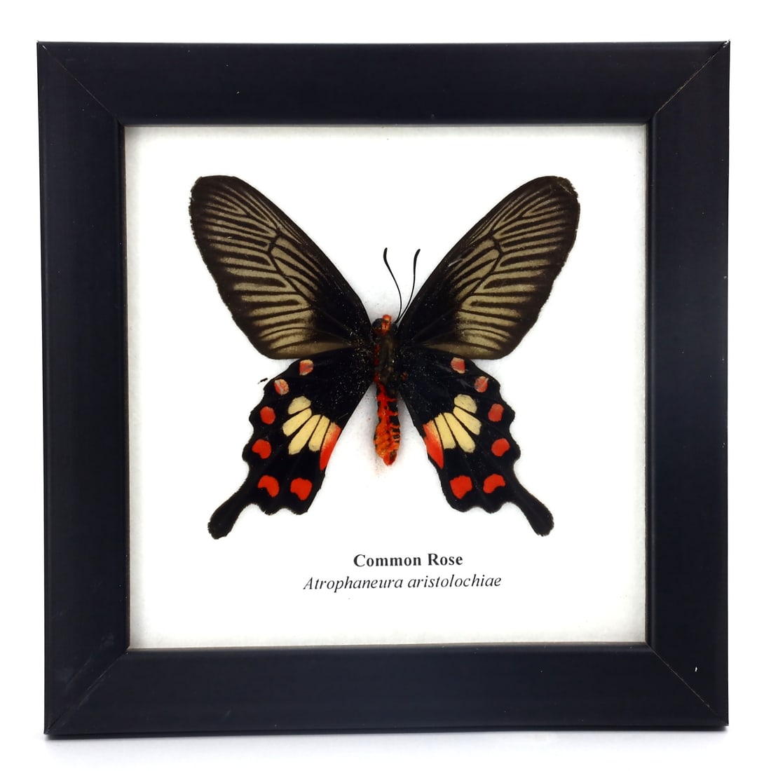 Preserved Taxidermy Of Common Rose Butterfly Insect Bug Specimen: 12.5x12.5cm Weight: 105 grams
