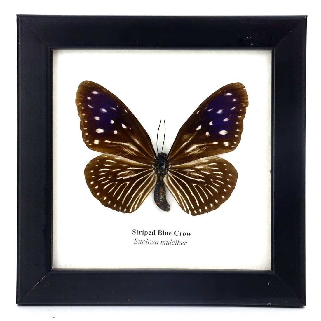 Preserved Taxidermy Of Striped Blue Crow Butterfly Insect Bug Specimen (1 of 3)