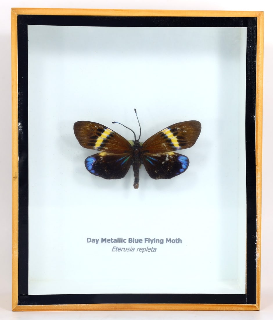 Preserved Taxidermy of Day Metallic Flying Moth Butterfly Insect Bug Specimen: 15.5x13cm Weight: 191 grams