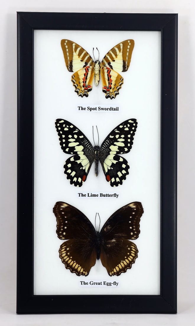 Preserved Taxidermy of Mixed Butterfly Insect Bug Specimen: 25x13 Cm Weight: 210 grams