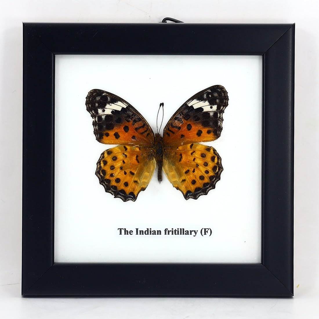 Preserved Taxidermy of The Indian fritillary Butterfly Insect Bug Specimen: 12x12cm Weight: 100 grams
