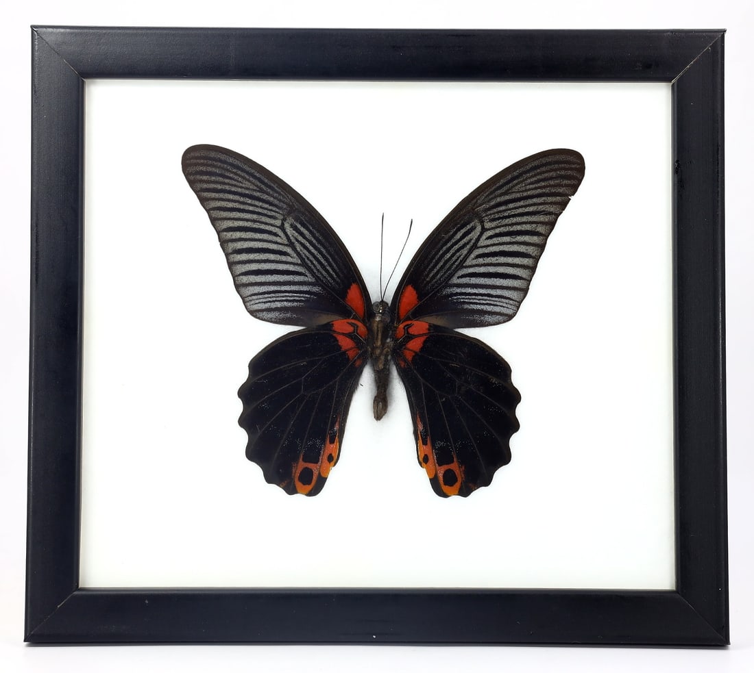 Preserved Taxidermy of Great Mormon Butterfly Insect Bug Specimen: 20x17.5cm Weight: 227 grams