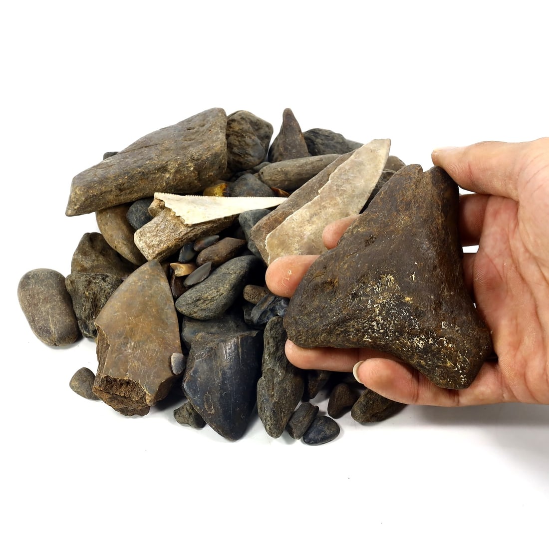 1Kg Parcel of Megalodon Shark Teeth Fossil Parcel Lot (As Pictured): 2-9cm Weight: 1000 grams
