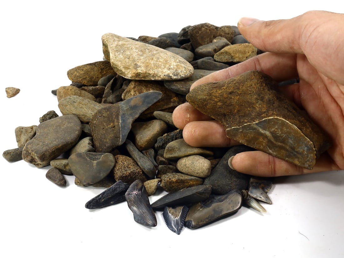 850Grams Parcel of Megalodon Shark Teeth Fossil Parcel Lot (As Pictured): 2-9cm Weight: 850 grams