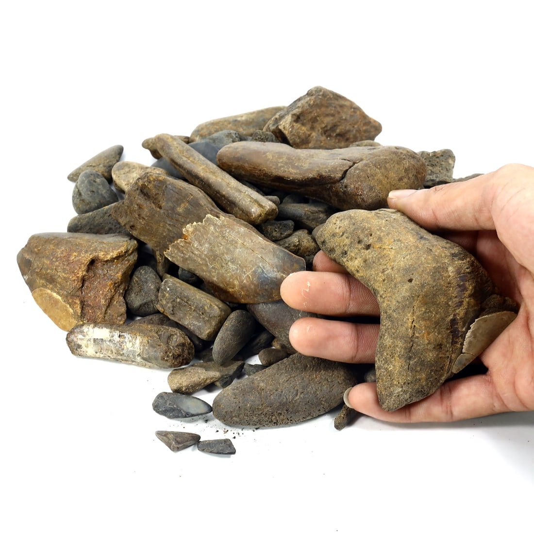 1.2Kg Parcel of Megalodon Shark Teeth Fossil Parcel Lot (As Pictured): 2-10cm Weight: 1200 grams