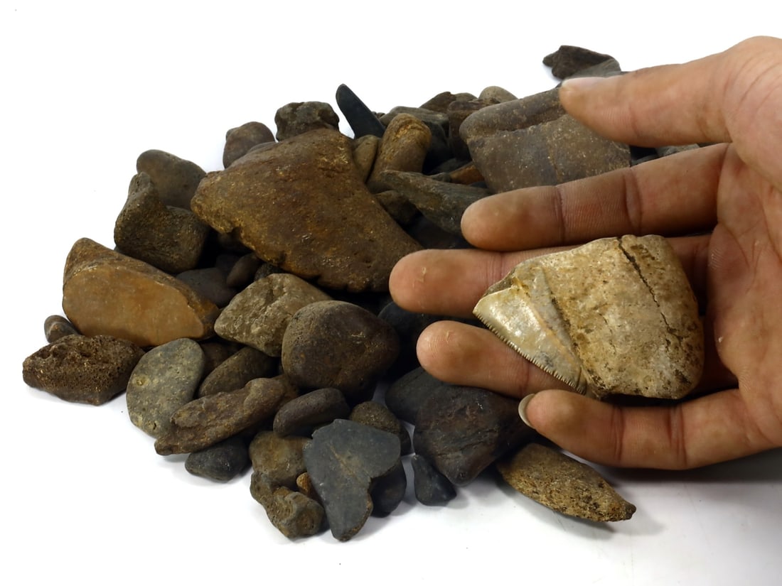 1Kg Parcel of Megalodon Shark Teeth Fossil Parcel Lot (As Pictured): 2-10cm Weight: 1000 grams