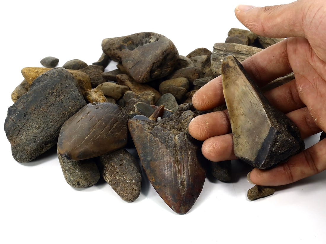 1Kg Parcel of Megalodon Shark Teeth Fossil Parcel Lot (As Pictured): 2-8cm Weight: 1000 grams