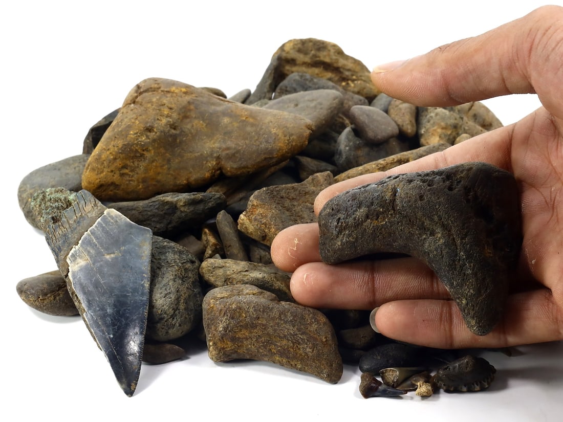 1.1Kg Parcel of Megalodon Shark Teeth Fossil Parcel Lot (As Pictured): 2-10cm Weight: 1100 grams