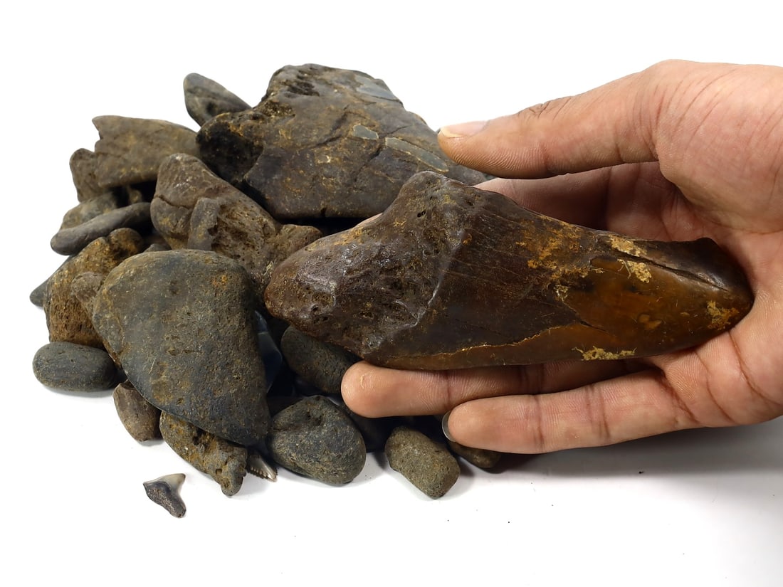 1.1Kg Parcel of Megalodon Shark Teeth Fossil Parcel Lot (As Pictured): 2-13cm Weight: 1100 grams