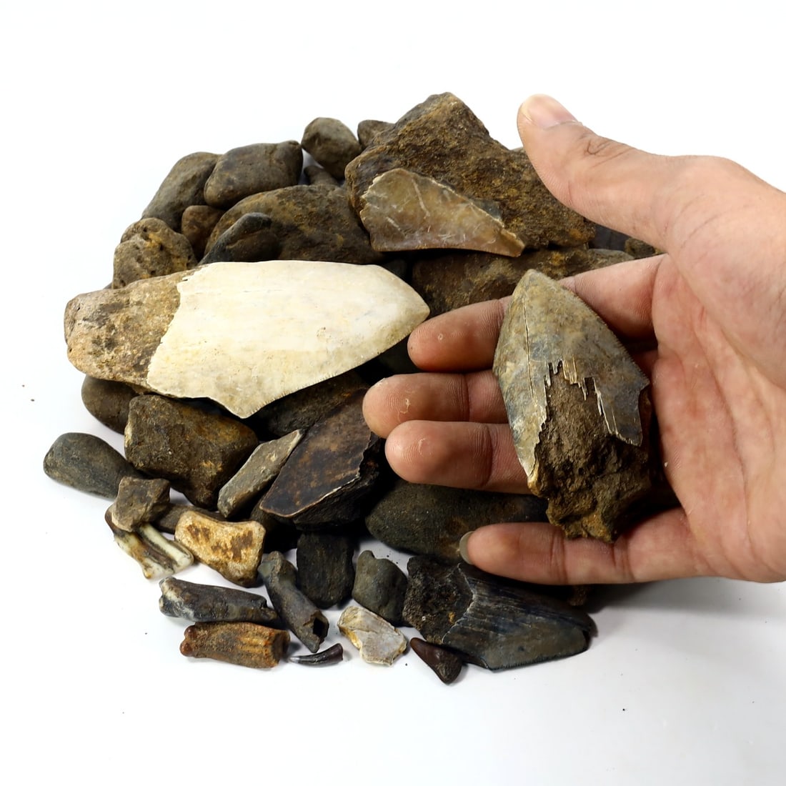 1Kg Parcel of Megalodon Shark Teeth Fossil Parcel Lot (As Pictured): 2-10cm Weight: 1000 grams