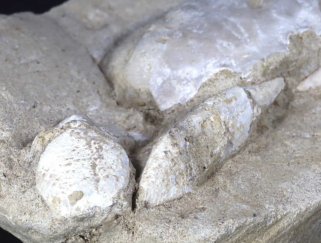 Rare Crab Fossil On Matrix Discover In Southeast Asian: 13x8cm Weight: 360 grams