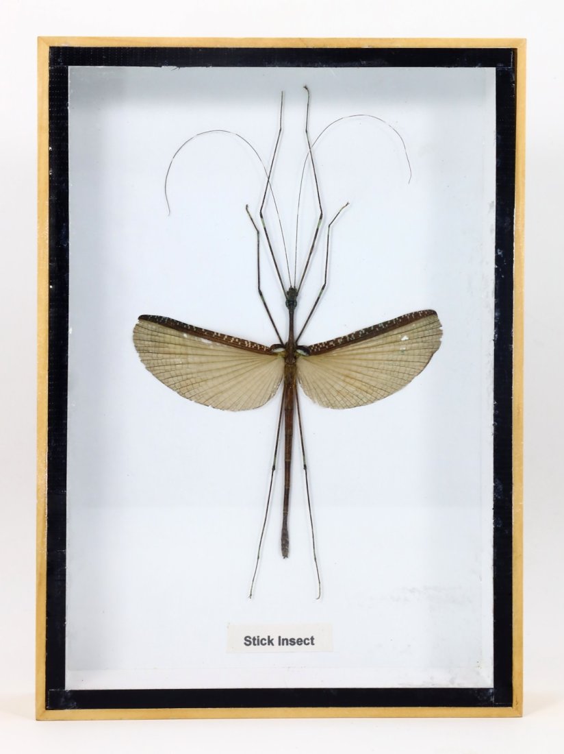 Preserved Taxidermy of Stick Insect Insect Bug Specimen: 18x13.5cm Weight: 194 grams