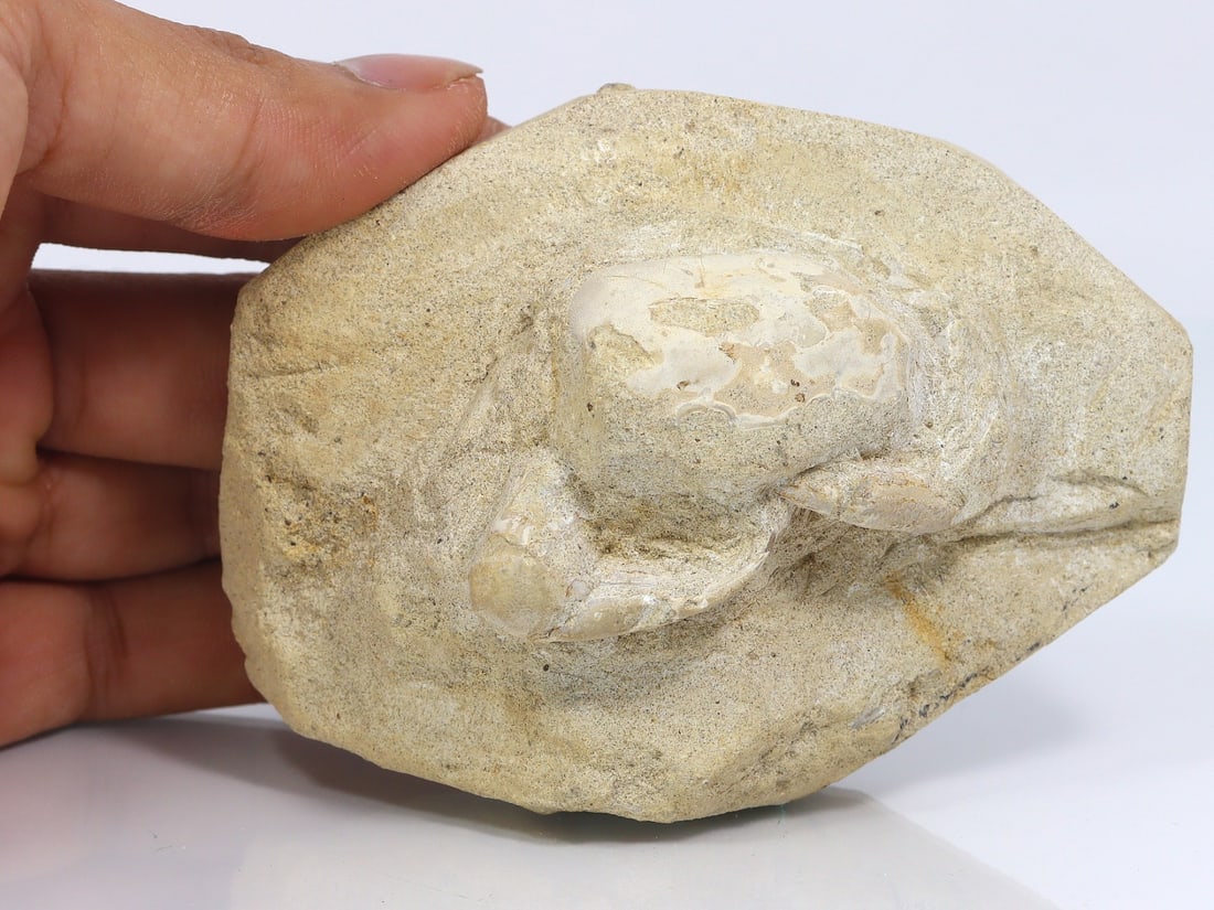 Rare Crab Fossil On Matrix Discover In Southeast Asian: 9x7cm Weight: 178 grams