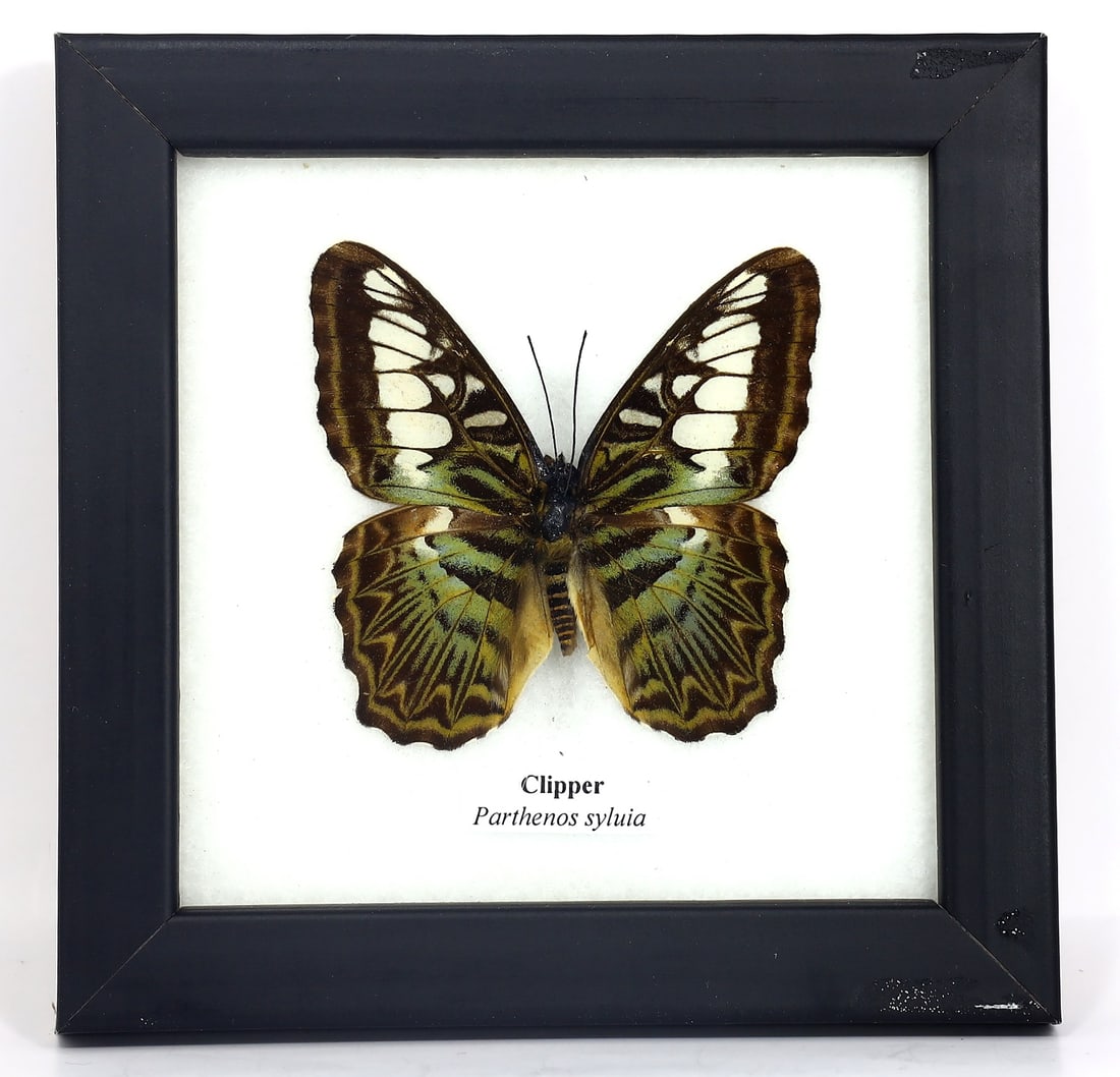 Preserved Taxidermy of Clipper Butterfly Insect Bug Specimen: 12.5x12.5cm Weight: 109 grams