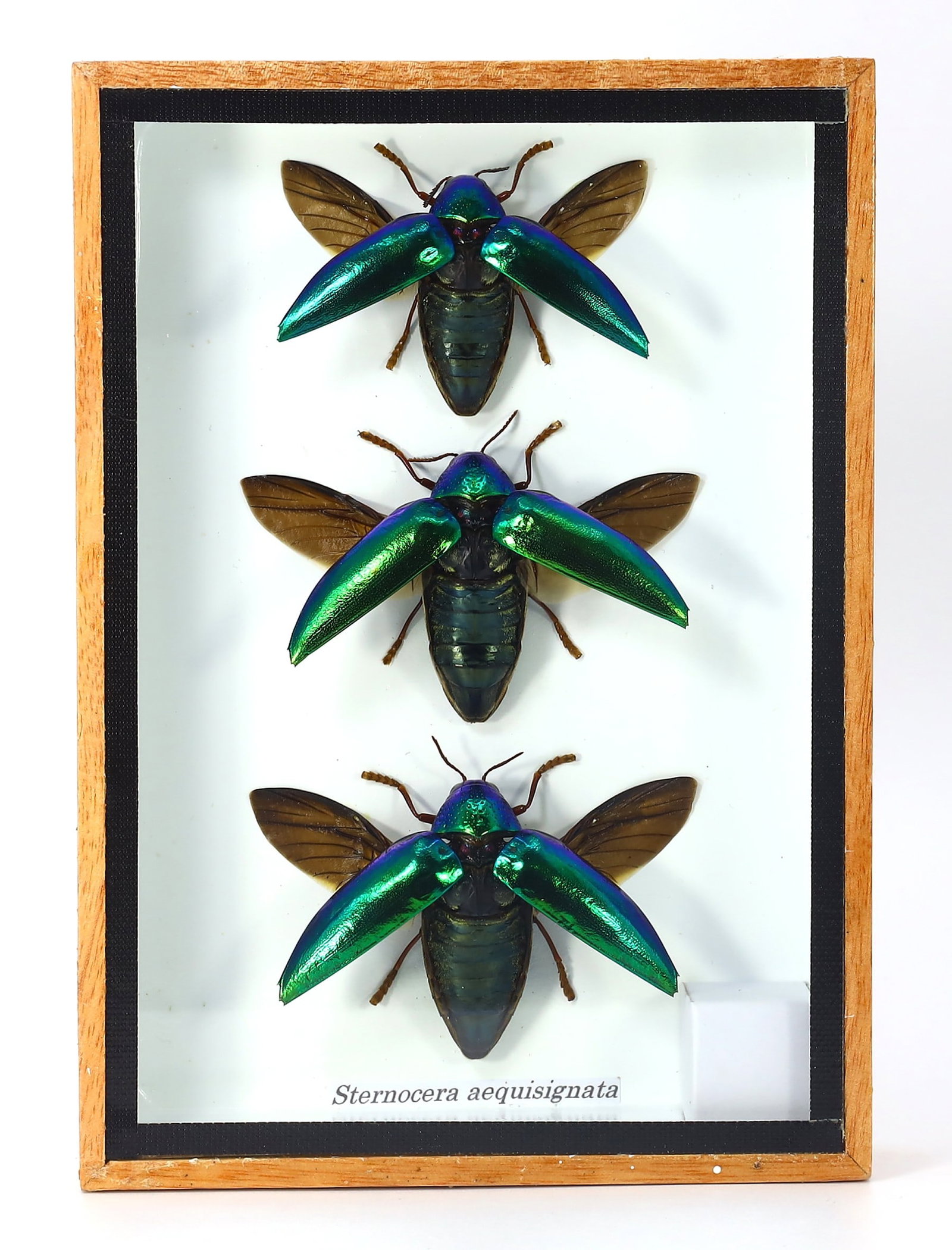 Preserved Taxidermy of Sternocera aequisignata Insect Bug Specimen: 17.5x12.5cm Weight: 211 grams