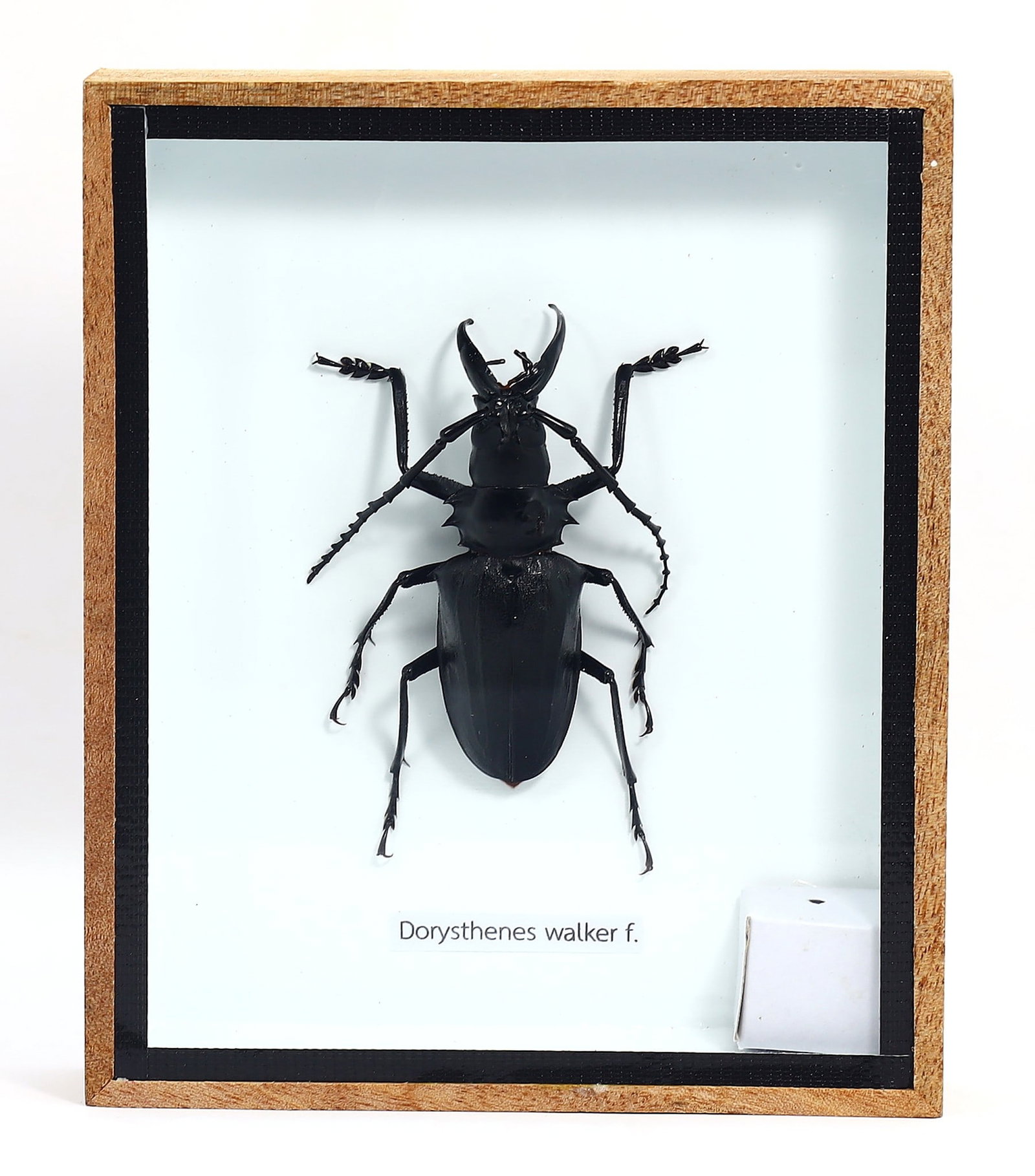 Preserved Taxidermy of Dorysthenes Walker.f. Insect Bug Specimen: 15x12.5cm Weight: 205 grams