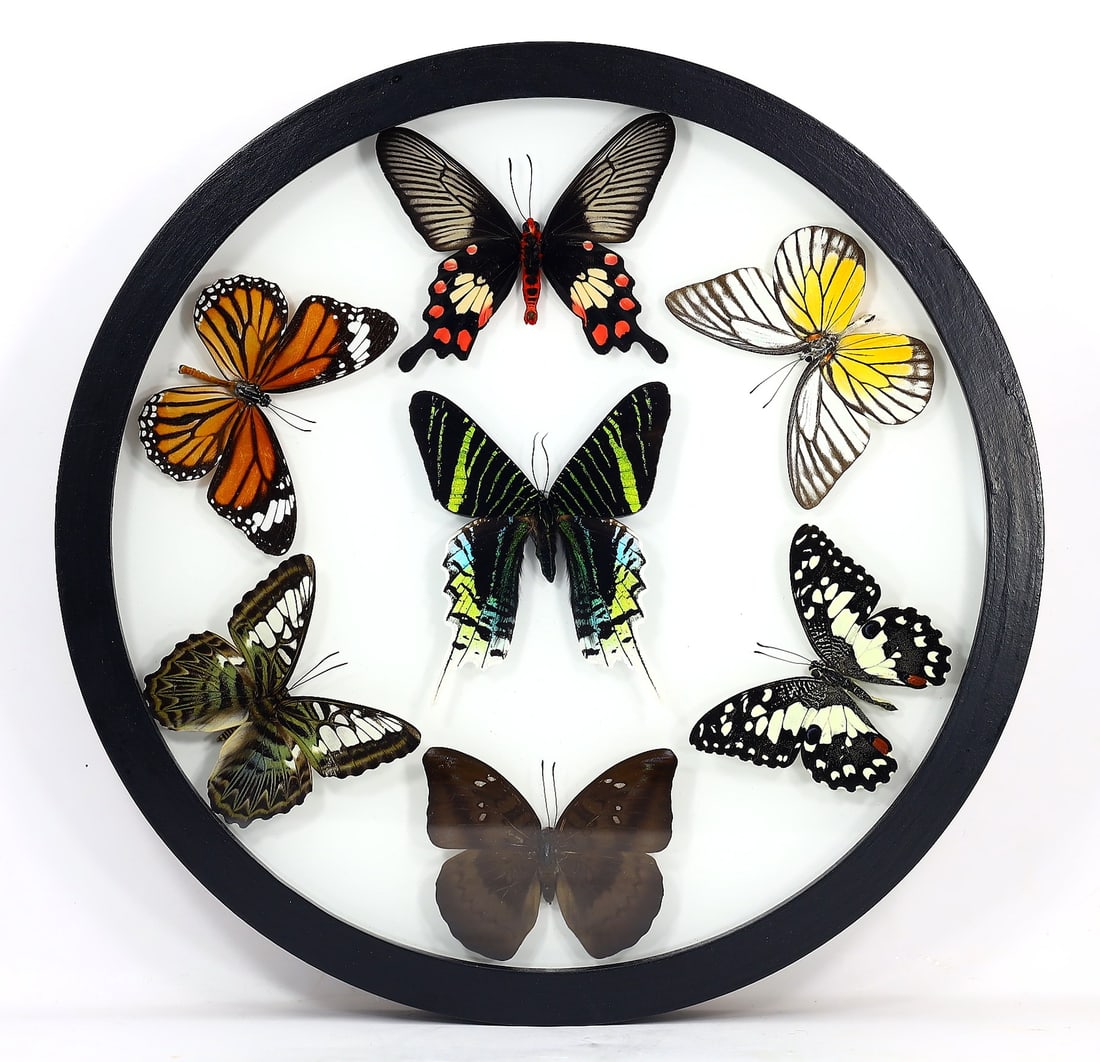Preserved Taxidermy of Mixed Butterfly Insect Bug Specimen: 27x27cm Weight: 550 grams