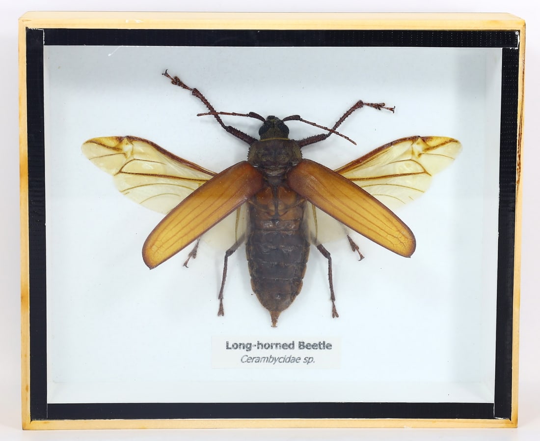 Preserved Taxidermy of Long-horned Beetle Insect Bug Specimen: 15.5x13cm Weight: 187grams