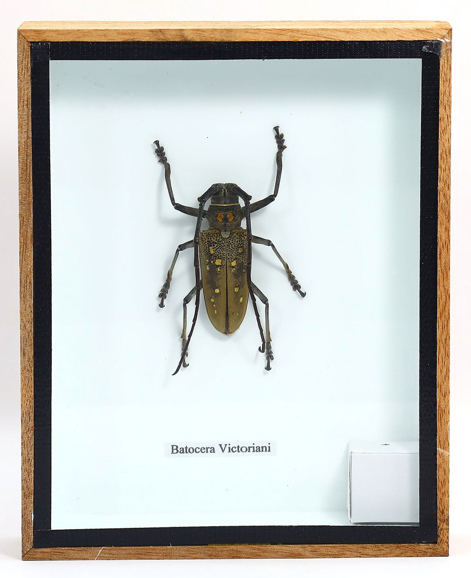 Preserved Taxidermy of Batocera Victoriani Insect Bug Specimen (1 of 2)