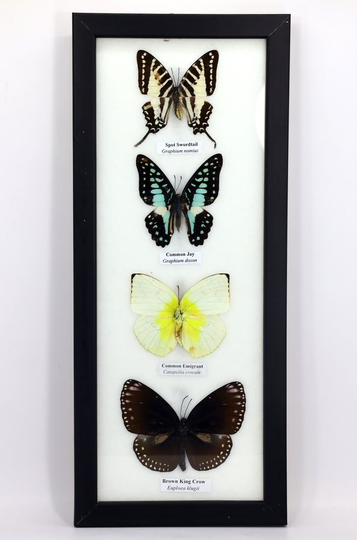 Preserved Taxidermy of Mixed Butterfly Insect Bug Specimen: 32.5x13.5cm Weight: 283 grams