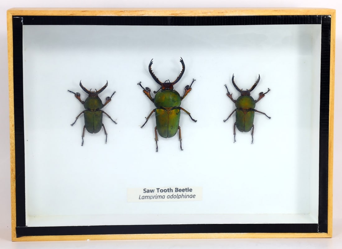 Preserved Taxidermy of Saw Tooth Beetle Insect Bug Specimen: 18x13cm Weight: 210 grams