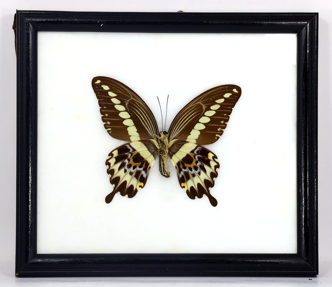 Preserved Taxidermy of Gigon Yellow Stripe Swallowatail Butterfly Insect Bug Specimen: 20x17cm Weight: 215 grams