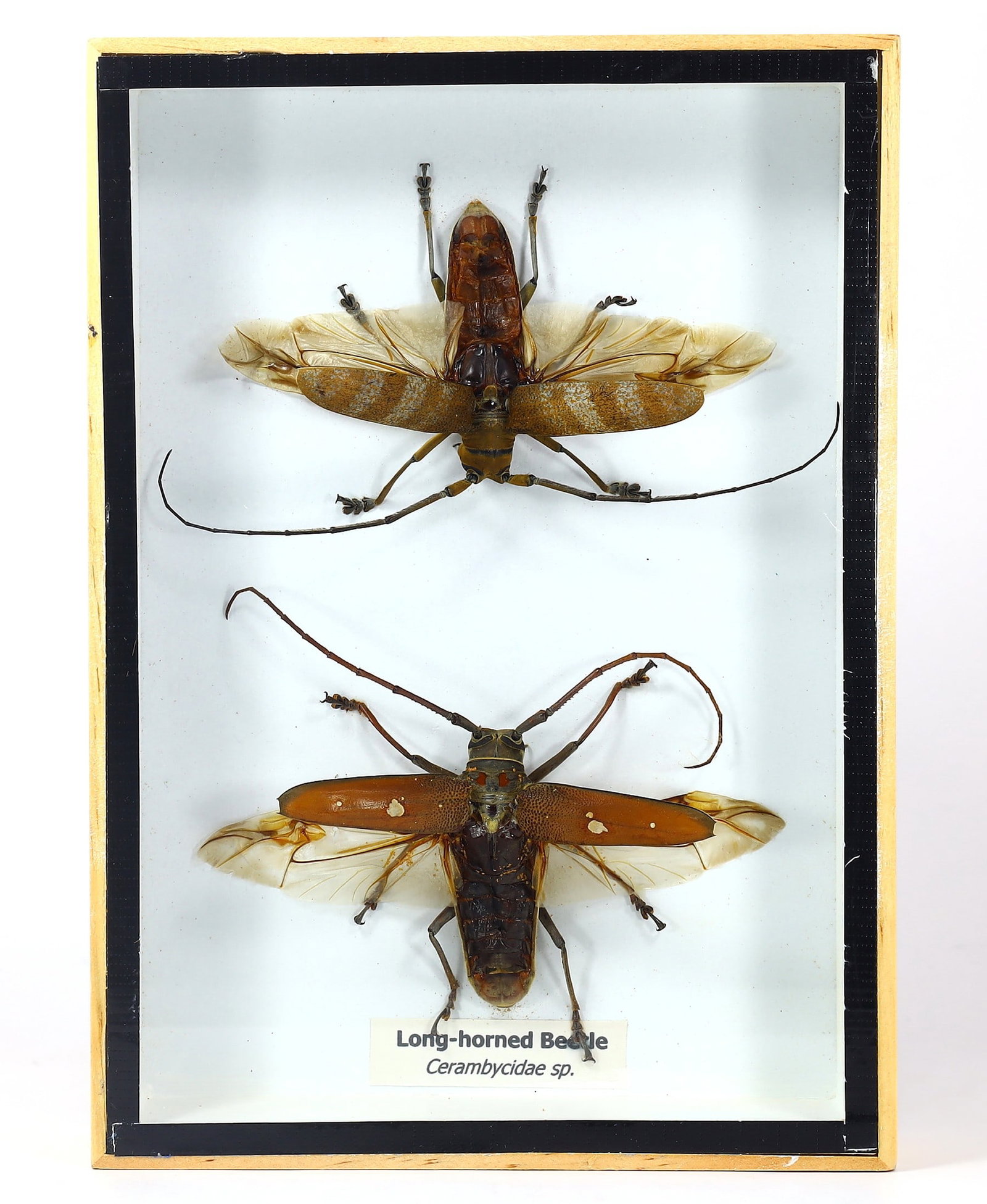 Preserved Taxidermy of Long-horned Beetle Insect Bug Specimen: 18x13cm Weight: 215 grams