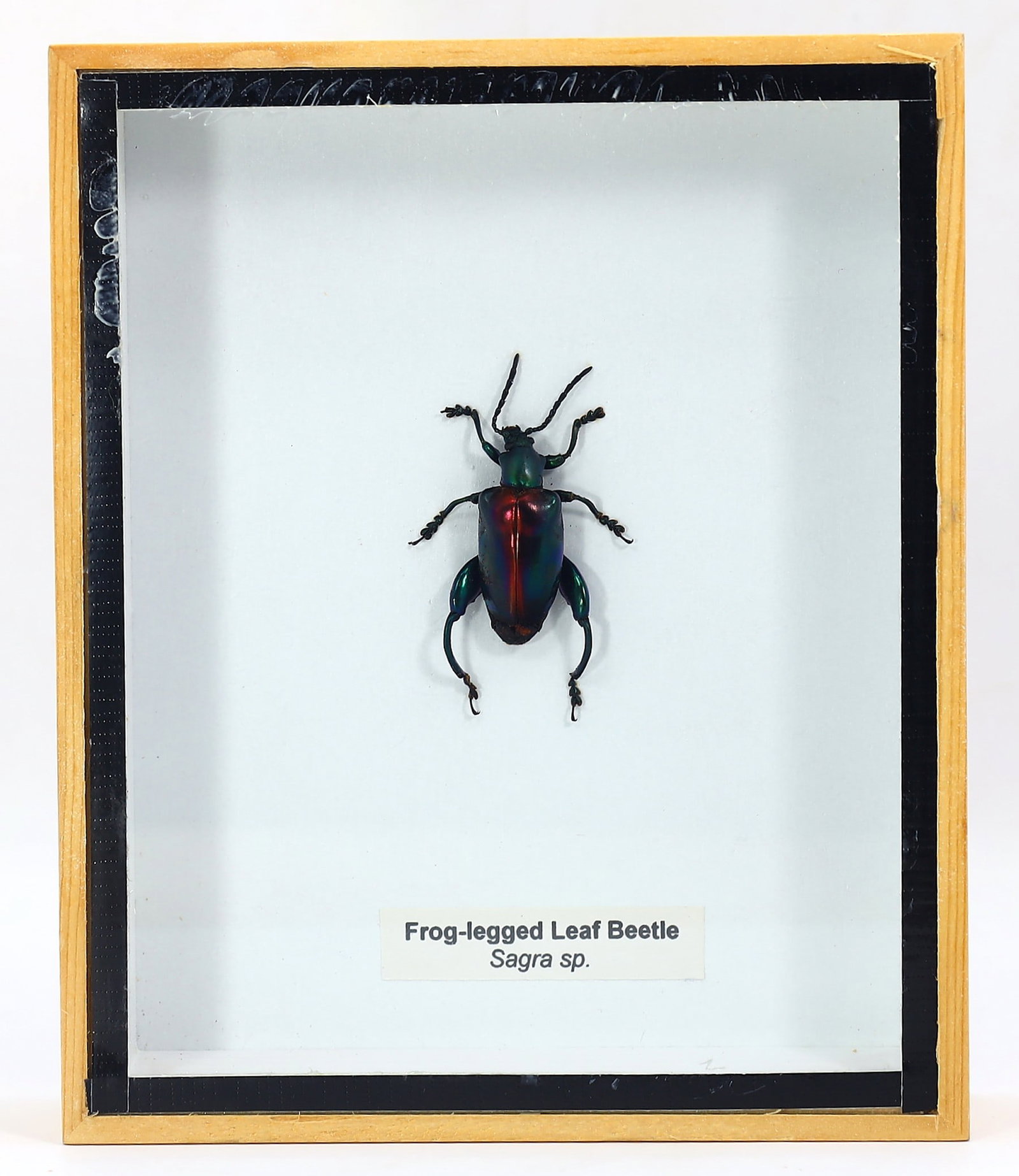 Preserved Taxidermy of Frog-legged Leaf Beetle Insect Bug Specimen: 15x12.5cm Weight: 190 grams