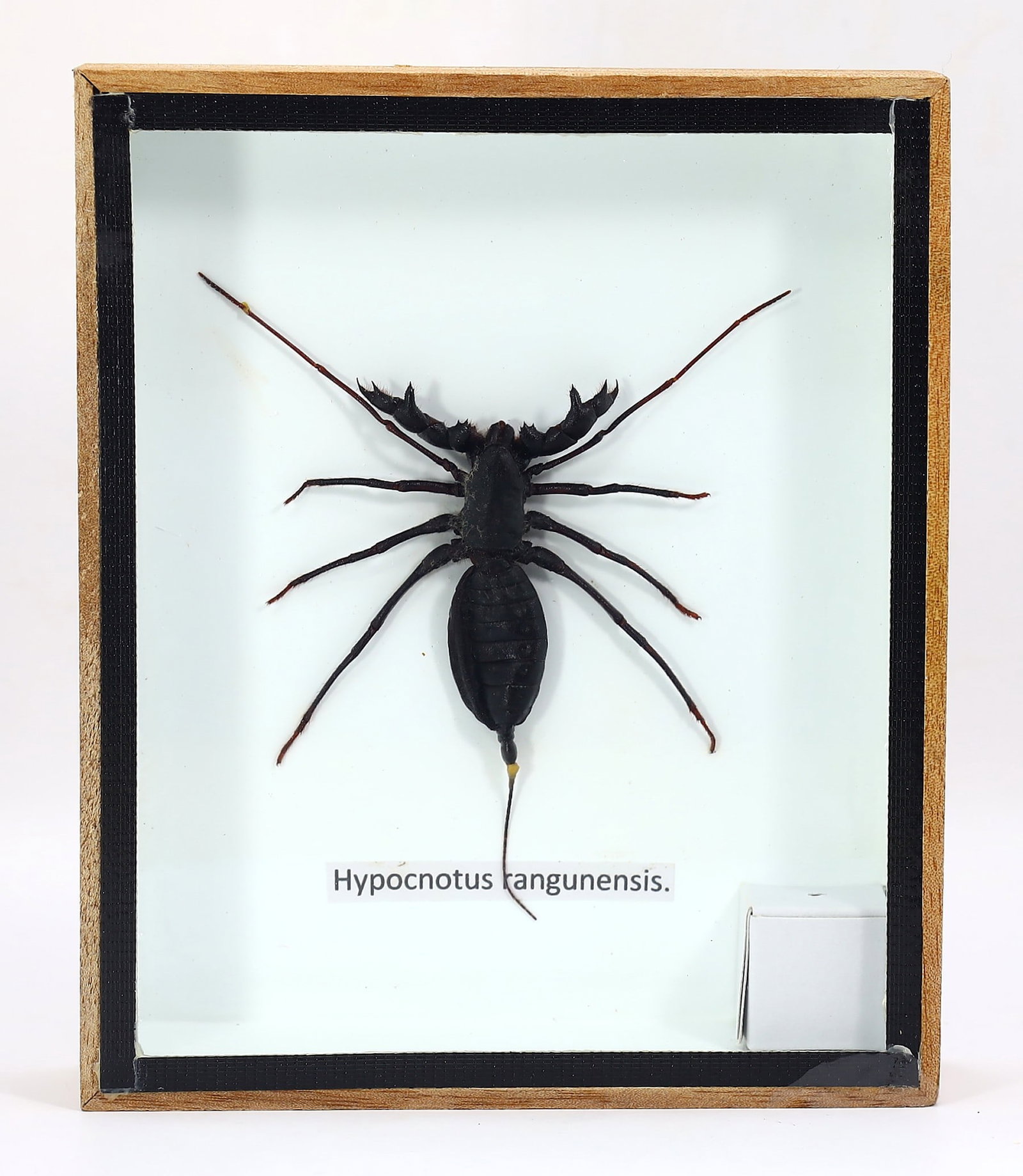 Preserved Taxidermy of Hypocnotus Rangunensis Insect Bug Specimen: 15x12cm Weight: 182 grams