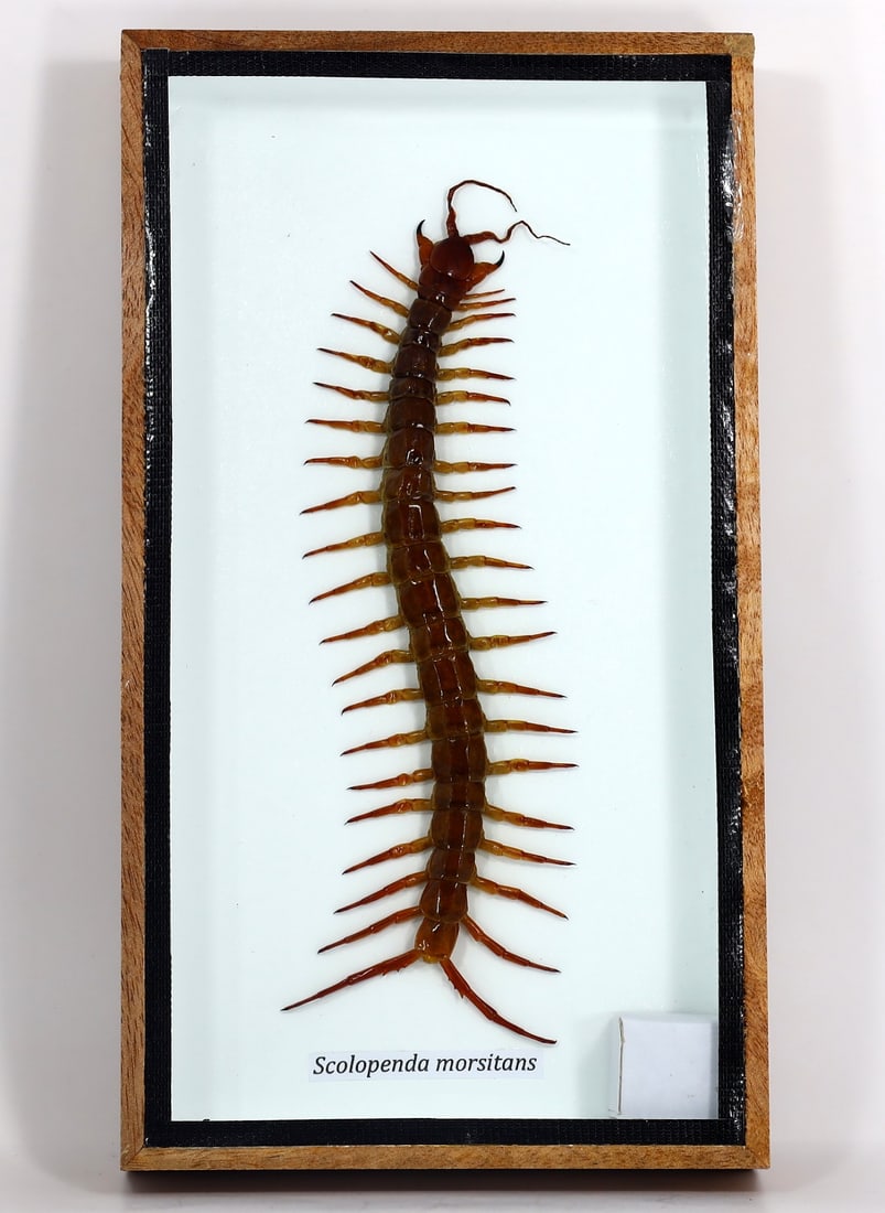 Preserved Taxidermy of Scolopenda Morsitans Insect Bug Specimen: 23x13cm Weight: 284 grams