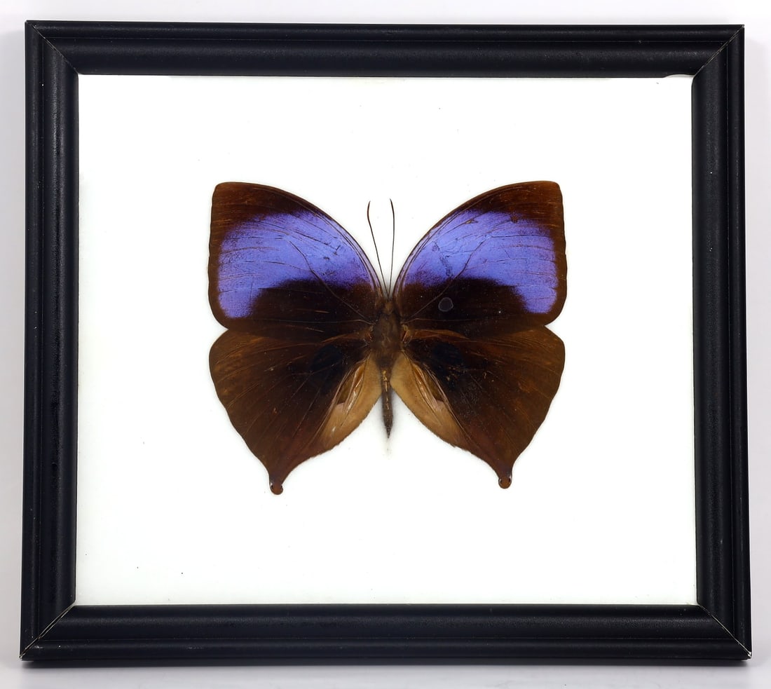 Preserved Taxidermy of Amathuxidia Amythaon Butterfly Insect Bug Specimen: 20x17.5cm Weight: 205 grams