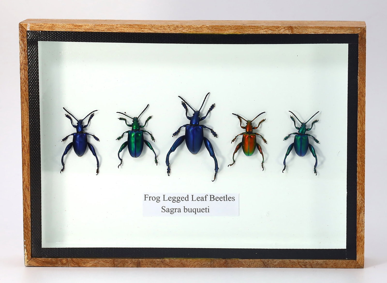 Preserved Taxidermy of Frog Legged Leaf Beetles Sagra buqueti Insect Bug Specimen: 17.5x12.5cm Weight: 212 grams