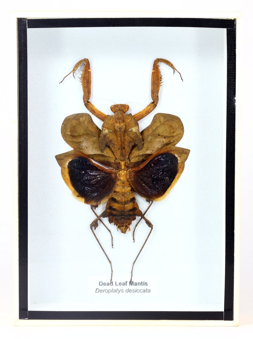 Preserved Taxidermy of Dead Leaf Mantis Insect Bug Specimen: 18x13cm Weight: 205 grams