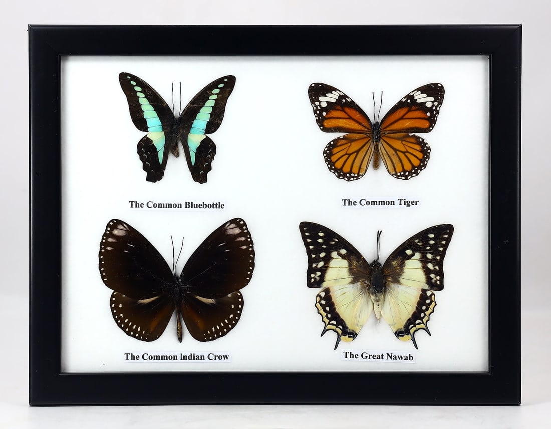 Preserved Taxidermy of Mixed Butterfly Insect Bug Specimen: 22x17cm Weight: 240 grams