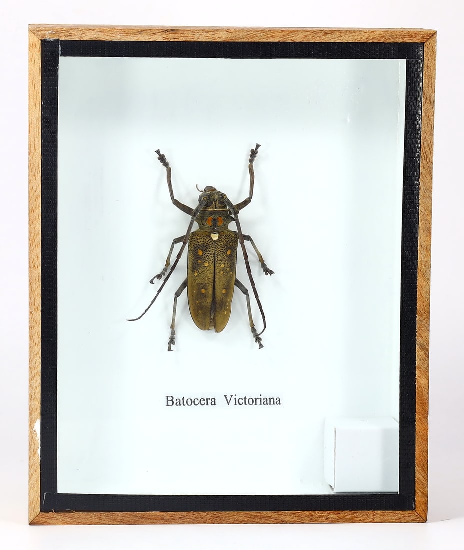 Preserved Taxidermy of Batocera Victoriana Insect Bug Specimen (1 of 2)